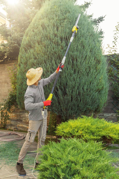 Best Tree Fertilization  in Markesan, WI